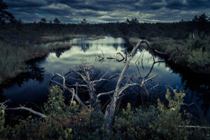 Swamp-treesSM-300x200.jpg