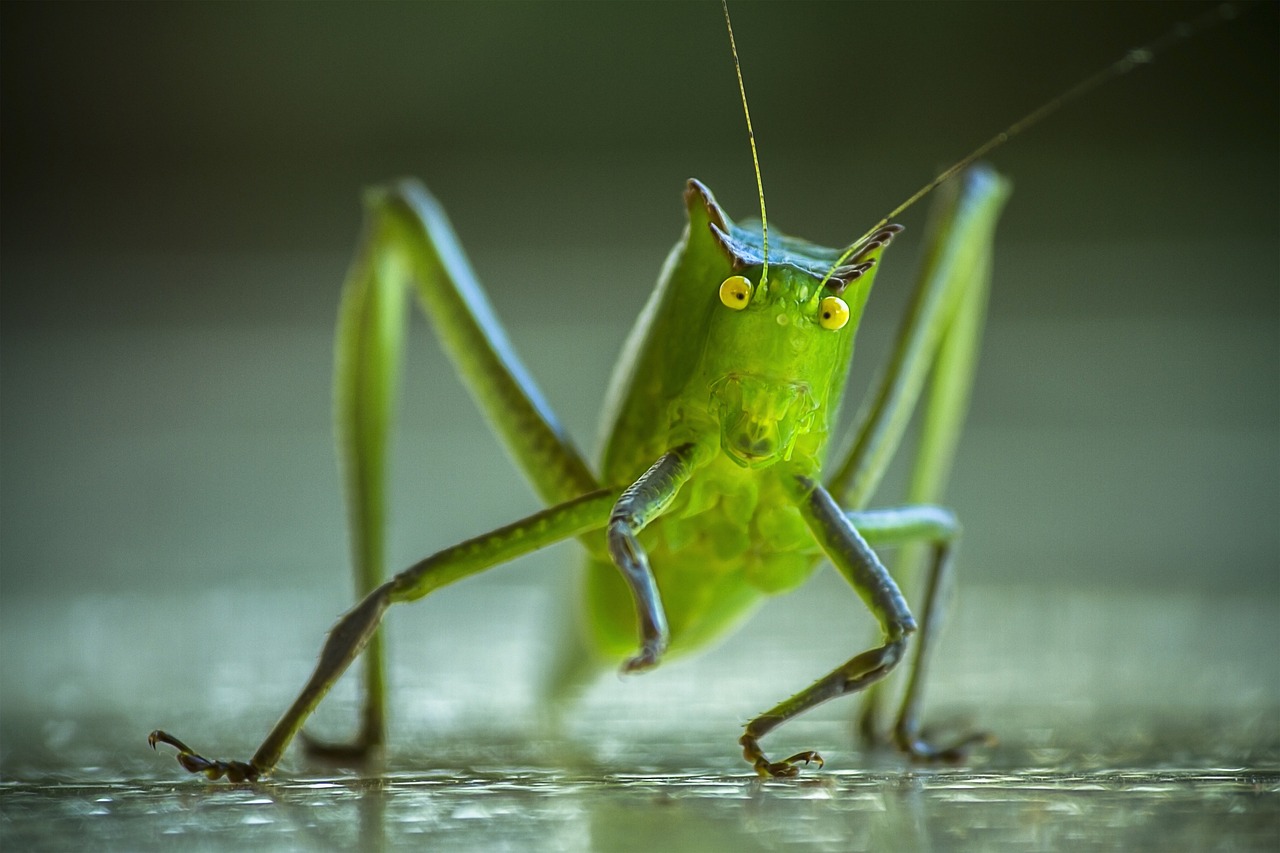 Insect Codex Inside Codex with Scott Tips: New Global Food Diet - Insects, Rats and ...